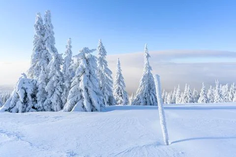 A panoramic view of the covered with snow trees in the snowdrifts. Magical .. Stock Photos
