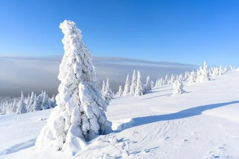 A panoramic view of the covered with snow trees in the snowdrifts. Magical .. Stock Photos