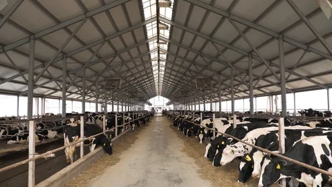 Panoramic view of the cow farm interior Stock Footage 122157933