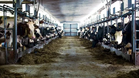Panoramic view of the cow farm interior Cows in cowshed, Calf feeding on farm Stock Footage 265873627