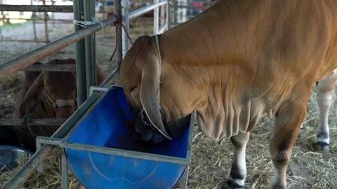 Panoramic view of the cow farm interior Cows in cowshed, Calf feeding on farm Stock Footage 265875153