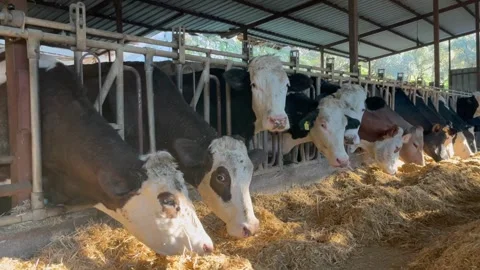 Panoramic view of the cow farm interior Cows in cowshed, Calf feeding on farm, Vídeos de archivo 334655473