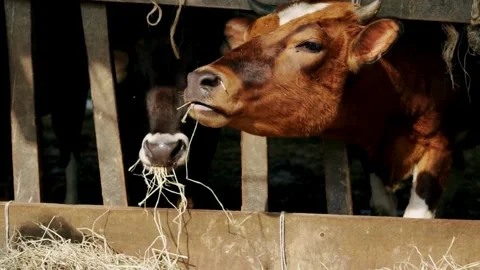 Panoramic view of the cow farm interior Cows in cowshed, Calf feeding on farm, Video stock 334655794