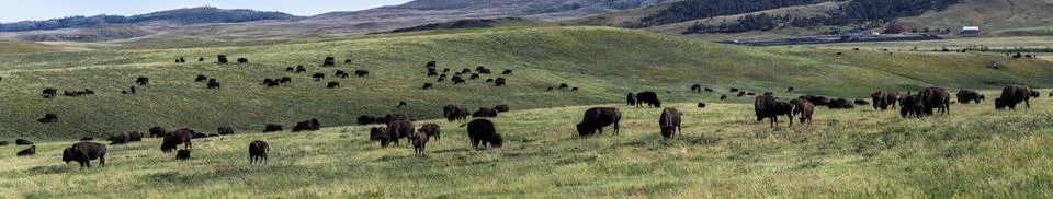 Panoramic view of custer state park with buffalos Stock Photos