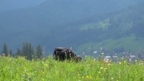 Panoramic view of cute steer grazing on meadow among highland flowers Stock-Footage 123233572