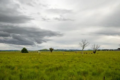 Panoramic view of dairy cows grazing Stock Photos