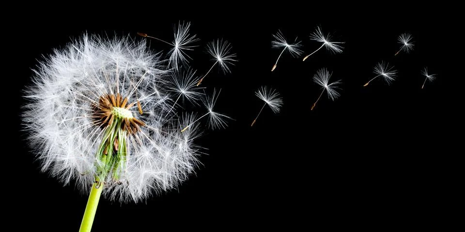 Panoramic view of a dandelion with a breeze blowing the seeds in a studio settin Stock Photos
