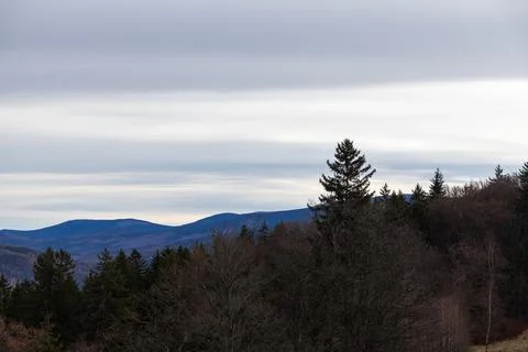 A panoramic view of dark pine forest hills under a dramatic cloudy sky at dusk, Stock Photos