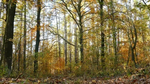 Panoramic view into the deciduous forest in fall Stockbeeldmateriaal 125184547