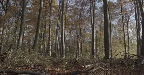Panoramic view into the deciduous forest in fall Stock Footage 146841301