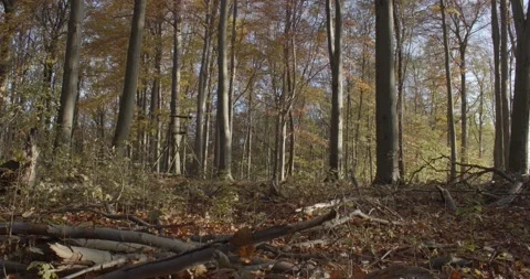 Panoramic view into the deciduous forest in fall Stock Footage 148270825