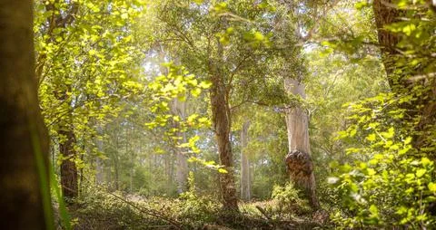 Panoramic View of Deciduous Forest with Soft Sun Flare Stock Photos