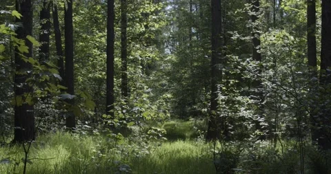 Panoramic view into the deciduous forest in spring Stock Footage 155682267