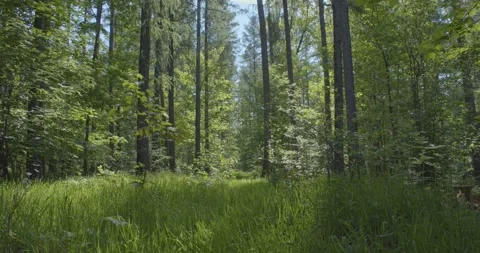 Panoramic view into the deciduous forest in spring Stock Footage 168128804