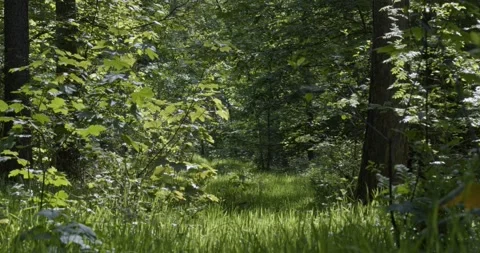 Panoramic view into the deciduous forest in spring Stock Footage 168129083