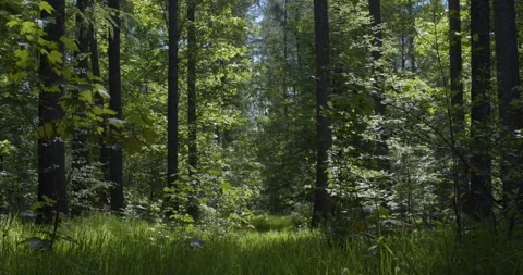 Panoramic view into the deciduous forest in spring Stock Footage 168632927