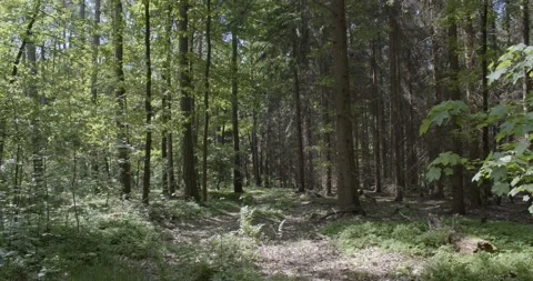 Panoramic view into the deciduous forest in spring Stock Footage 205477367