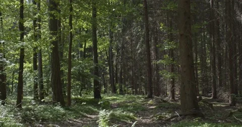 Panoramic view into the deciduous forest in spring Stock Footage 205506164