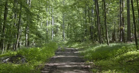 Panoramic view into the deciduous forest in spring Stock Footage 205506802