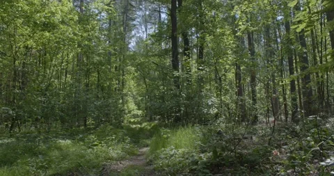 Panoramic view into the deciduous forest in spring Stock Footage 205507502