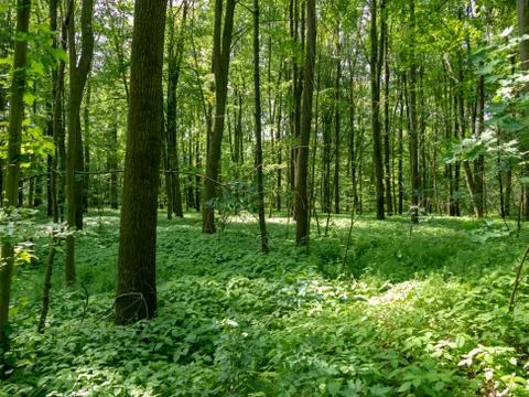 Panoramic view into the deciduous forest in spring 스톡 사진