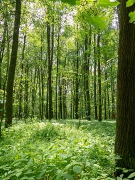 Panoramic view into the deciduous forest in spring Stockfoto's
