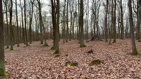 Panoramic View Of Deciduous Forest In Winter Without Snow Stock Footage 264141995