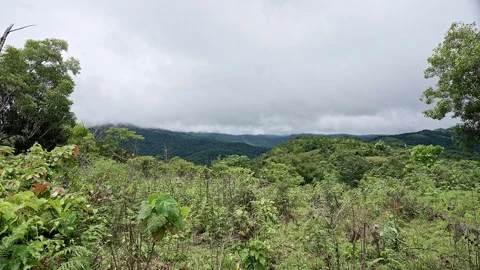 A panoramic view of dense green forest foliage meets a wall of white mist a.. Video stock 332354951