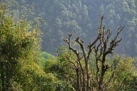 Panoramic view of dense himalayan forest . Stock Photos