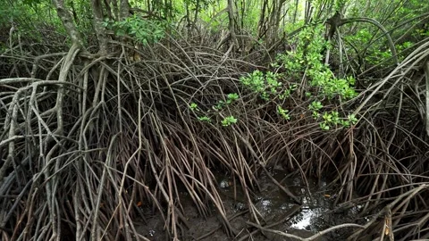 Panoramic View of Dense Mangrove Forest with Aerial Roots Video stock 340119616