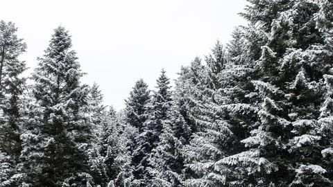 Panoramic view of dense snowy pine forest, evergreen trees blanketed in snow Stock Photos
