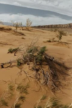 Panoramic view to the desert Stock Photos