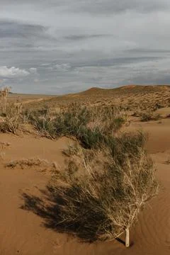 Panoramic view to the desert Foto stock