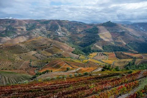 Panoramic view on Douro river valley and colorful hilly stair step terraced v Stock Photos
