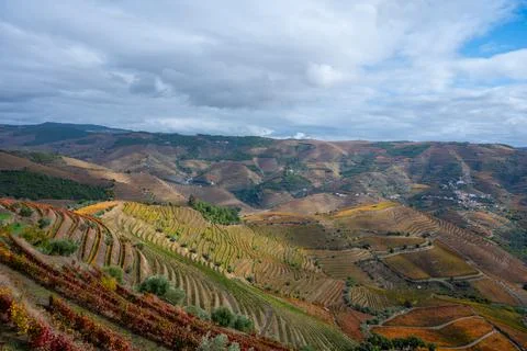Panoramic view on Douro river valley and colorful hilly stair step terraced v Stock Photos