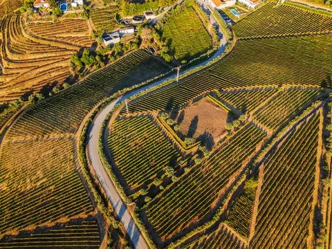 Panoramic view of Douro Valley vineyard hills and a curving road Stock Photos
