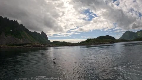 Panoramic view of dramatic mountain peaks and flying seagull in Lofoten Vidéo 344047605