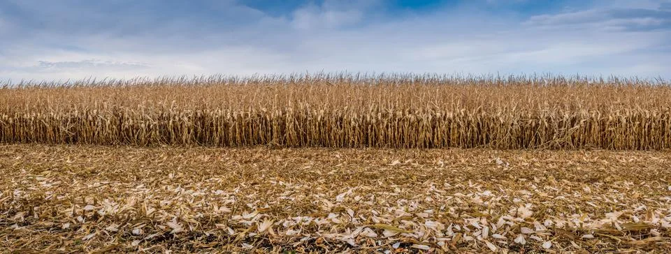 Panoramic view of dried corn maize field with blue cloudy sky. Stock Photos