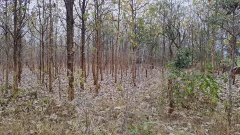 A panoramic view of dried teak or rosewood tree plantations during the autu.. Video stock 313381267