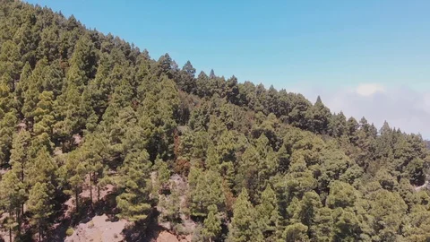 Panoramic view from drone - Tenerife: forest, valley and ocean Stock Footage 110894585