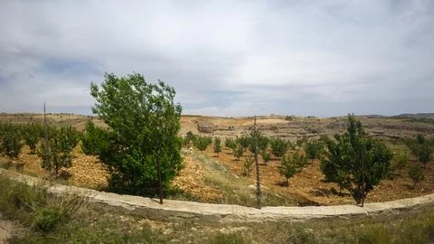 Panoramic View of a Dry Landscape with Trees Stock Photos