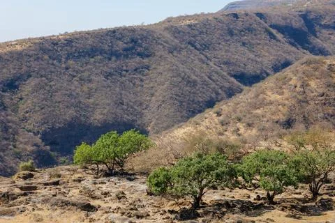 Panoramic view of dry mountain slopes and green trees in Oman Wadi Darbat, Salal Stock Photos