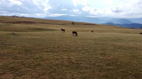 Panoramic view of dry pastures in the mountains where horses grazing Stock Footage 167691923