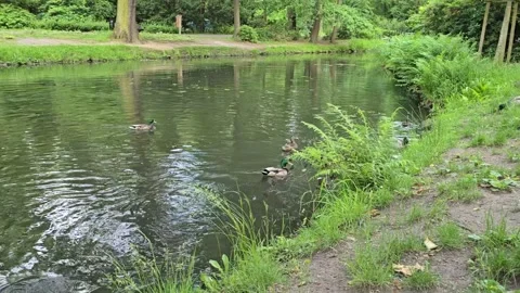 Panoramic View of Ducks on a Pond Stock Footage 312550505