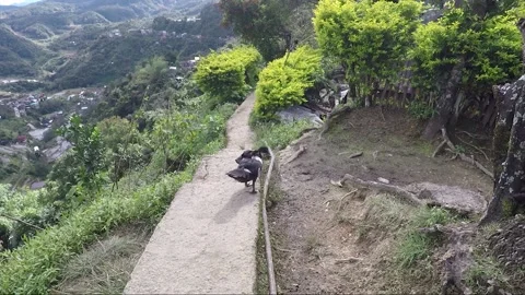Panoramic View, Ducks Walk In Mountain Village, Banaue, Luzon, Philippines Stock Footage 236633807