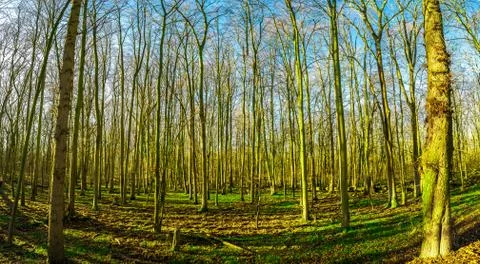Panoramic view of early Spring forest covered with moss and lichen near Magde Stock-Fotos
