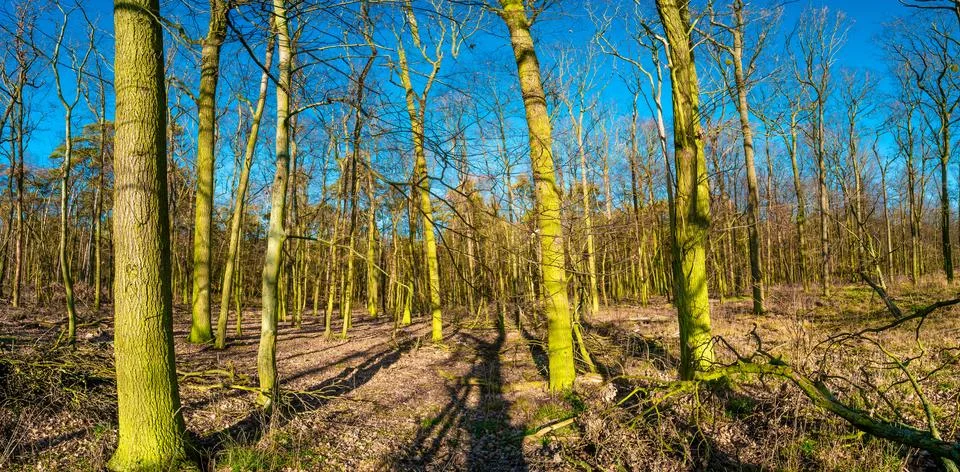 Panoramic view of early Spring forest covered with moss and lichen near Magde Stock Photos