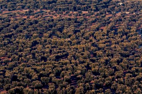 Panoramic view of the expanses of olive trees of the plain of Ostuni at sunset Stock Photos