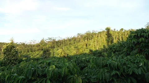 Panoramic View of Expansive Green Coffee Plantation on Rolling Hills 스톡 동영상 344011770