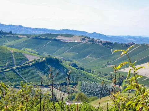 Panoramic view of the famous vineyard during summer in Langhe wine region o.. Stock Photos